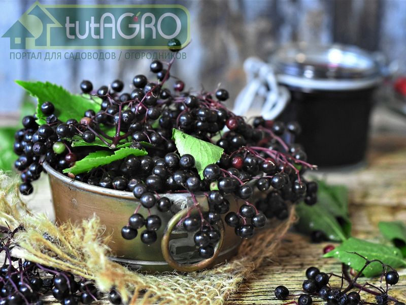 Бусины здоровья - AGROzen