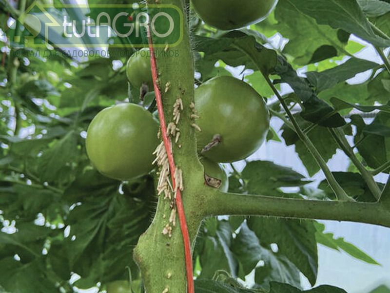 Воздушные корни томата - это явный сигнал! - AGROzen