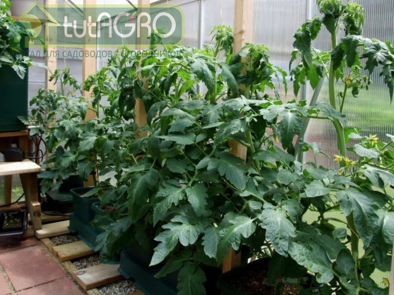 Крайняя степень вегетативного развития томата - это жирование - AGROzen