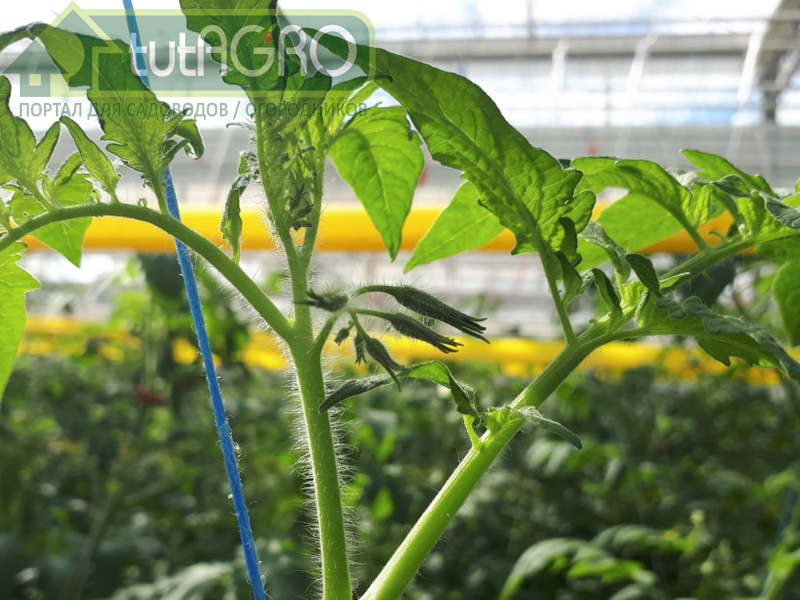 Верхушка растения слишком тонкая - AGROzen