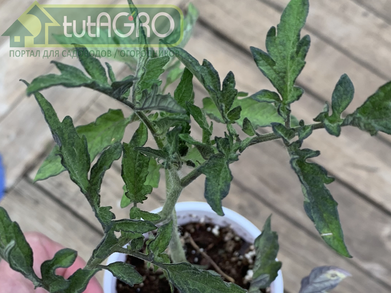 Пурпурные молодые растения - или сортовой признак, или им холодно - AGROzen