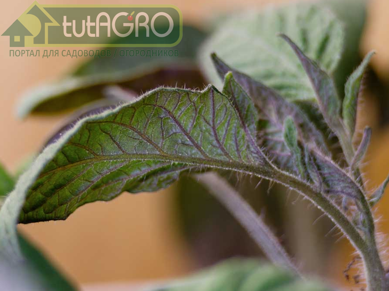 Степень фиолетовой окраски верхушек томатов очень зависит от сорта - AGROzen