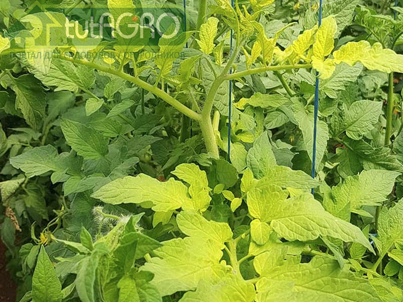 Типичное проявление хлороза из-за нехватки железа - AGROzen