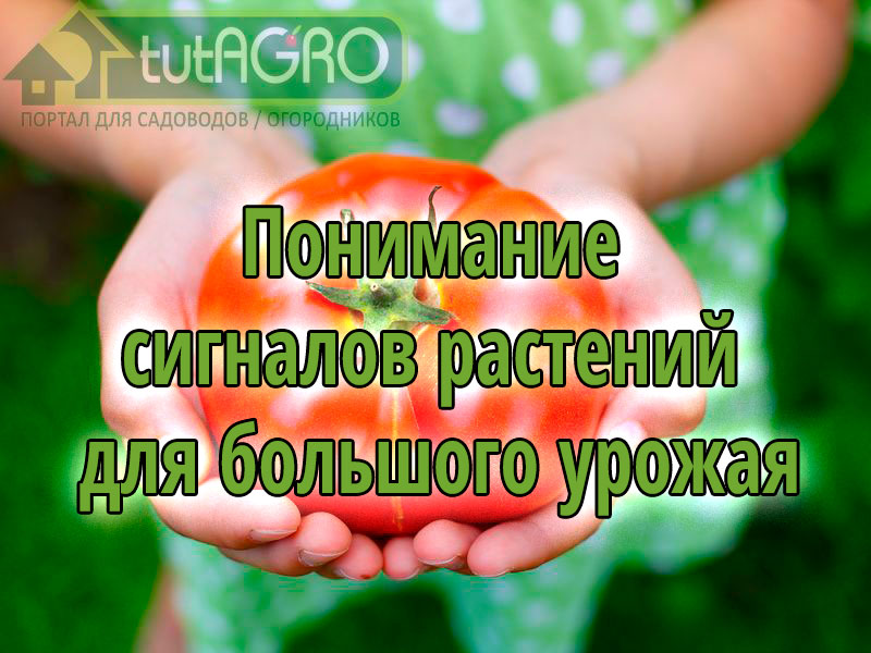 О чем нам говорят помидорные растения - AGROzen