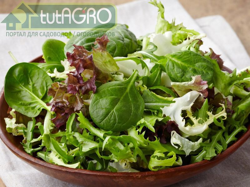 Салат «Одна польза» - AGROzen