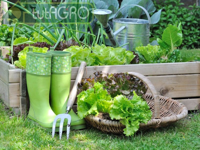 Лето - это хорошо! - AGROzen