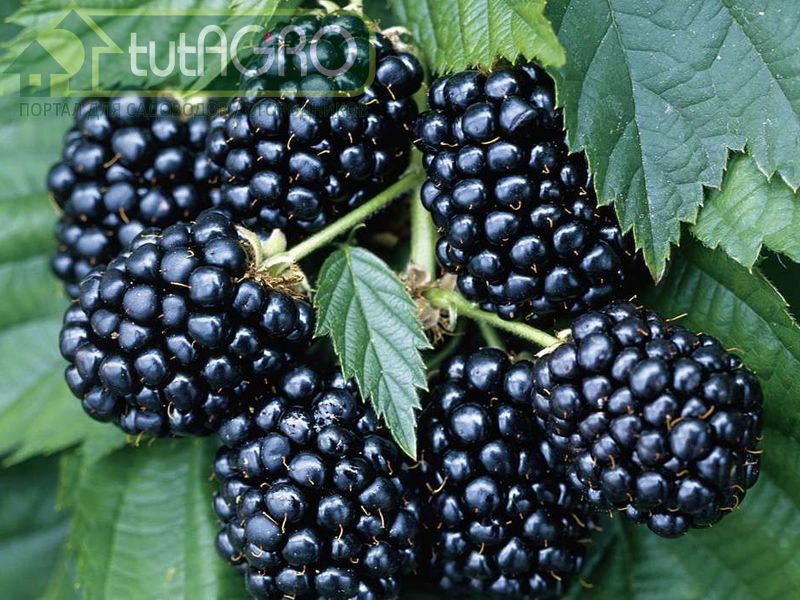 Ежевика без шипов - AGROzen