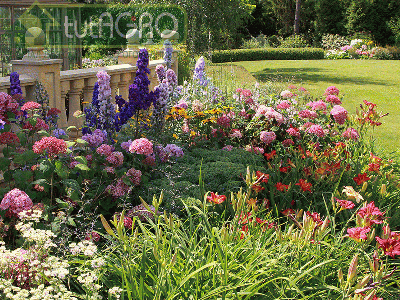 Полезные советы. Декоративные растения - AGROzen