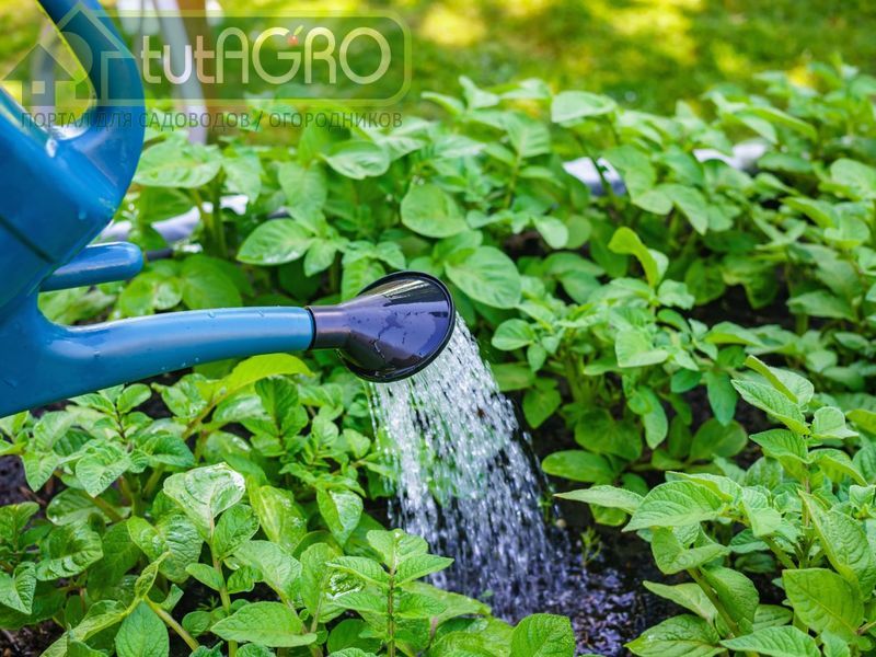 Биоактиватор - AGROzen