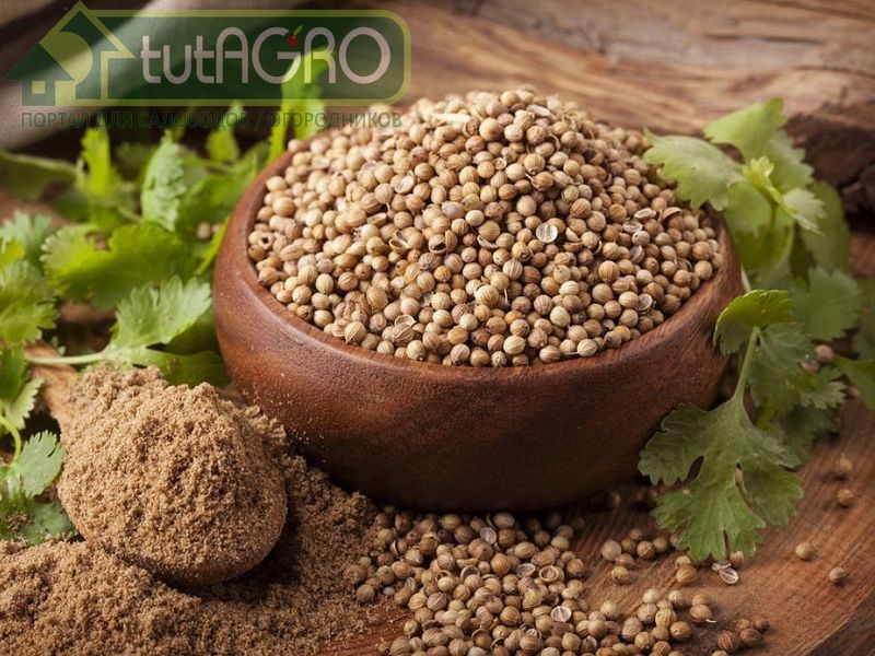 Кориандр - наш ответ бергамоту Кориандр - наш ответ бергамоту - AGROzen