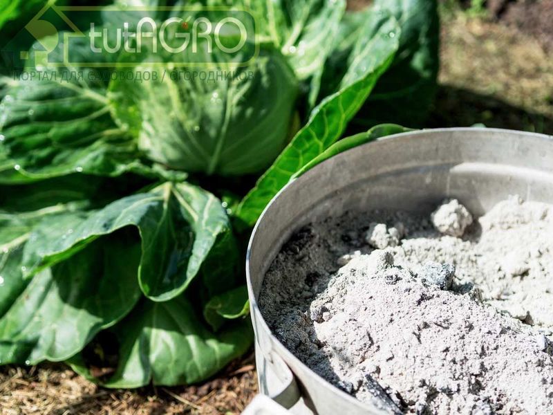 Как подружить золу с азотом - AGROzen