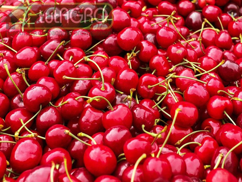 Черешня спелая в сад поманит - AGROzen