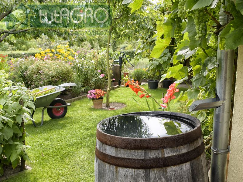 Добавьте в бочку для полива растений 100 мл препарата Антилус, Титаниум и/или Флорис, Гелиос - AGROzen