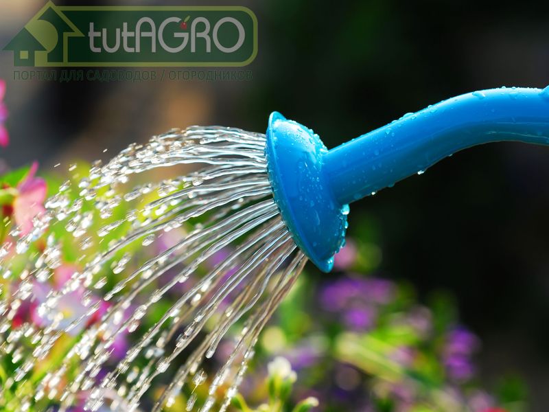 Живая вода для полива. Рецепт Ивана Русских - AGROzen