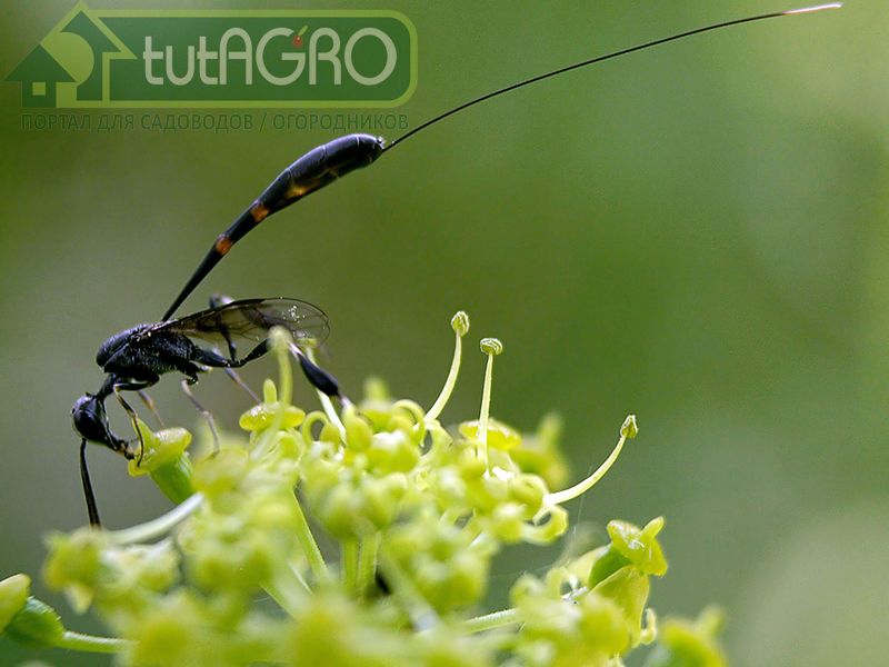 Осы-наездники - укротители гусениц - AGROzen