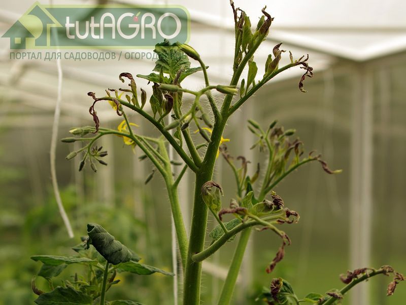 Столбур томатов. Что за болезнь и как с ней бороться? - AGROzen
