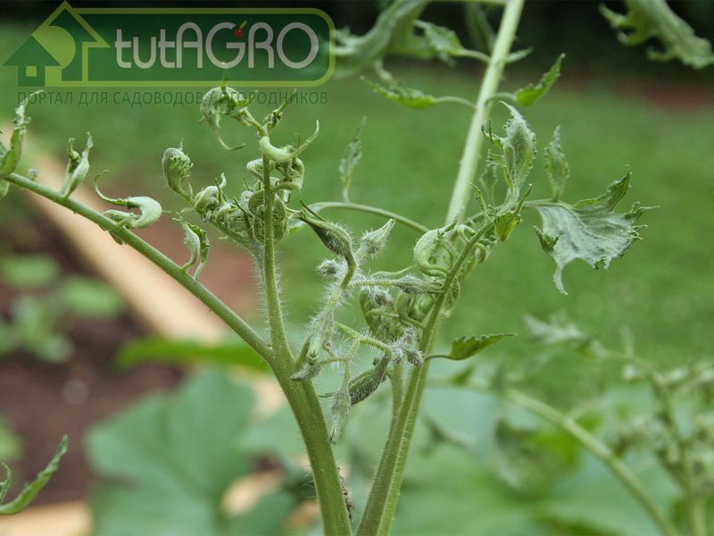 Проявления столбура - крупные вздутые бутоны - AGROzen