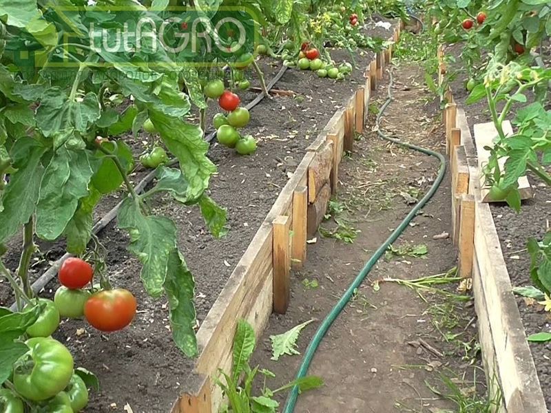 Обработку доксициклином не стоит проводить чаще, чем 1 раз в 10 дней - AGROzen