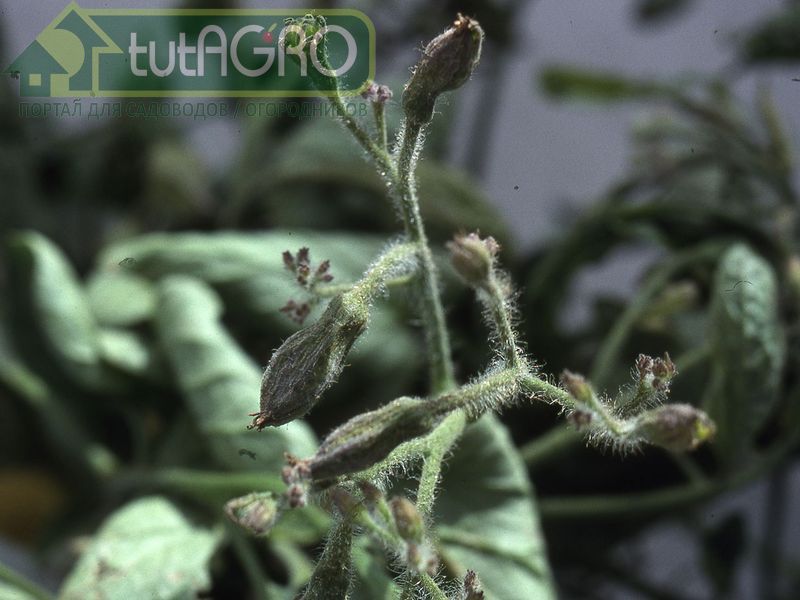 Борьба с насекомыми-вредителями является главным фактором профилактики столбура - AGROzen