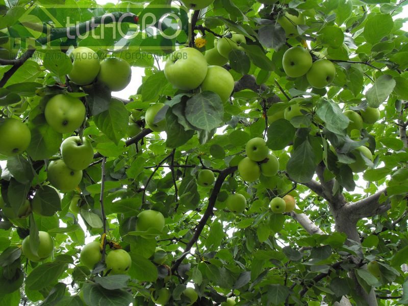 Лето в саду - AGROzen