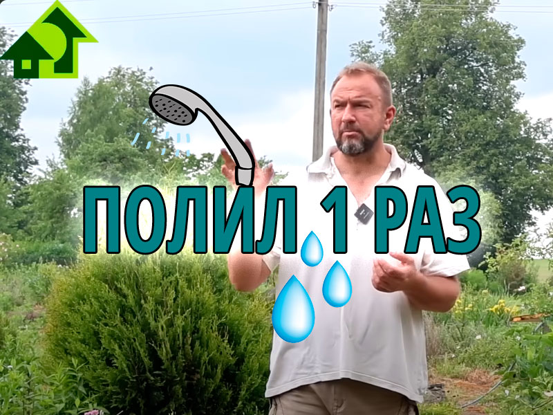 Ваши томаты жируют? Срочно остановить жирование поможет этот простой способ. Один раз полить! Теперь томат усыпан завязями!