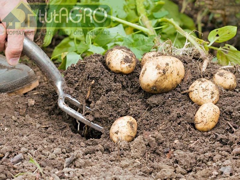 Два урожая картофеля с одной грядки - AGROzen