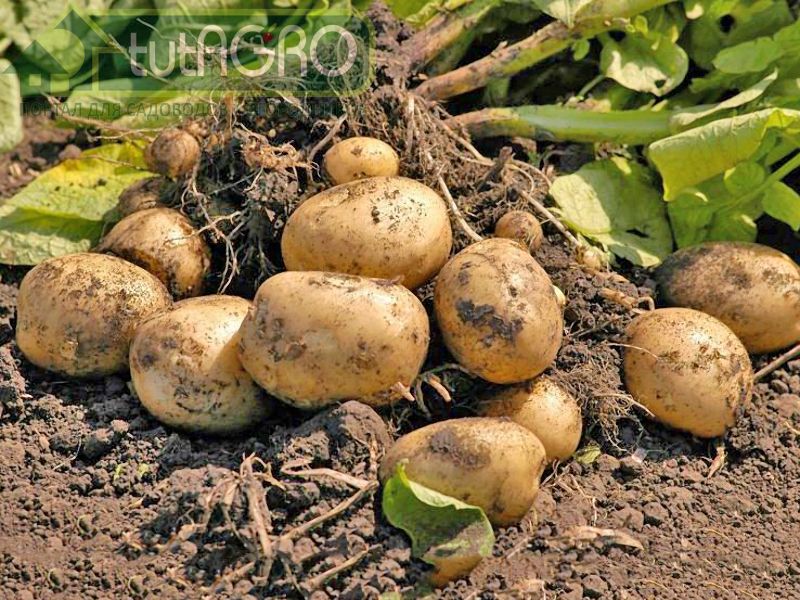 Ранний картофель в начале июля уже готов к выкапыванию - AGROzen