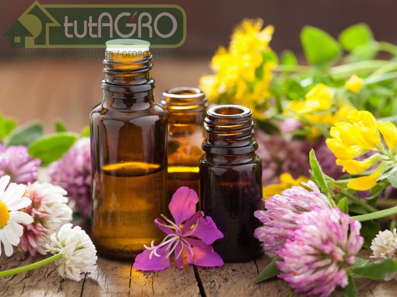 Эфирные масла для защиты сада - AGROzen