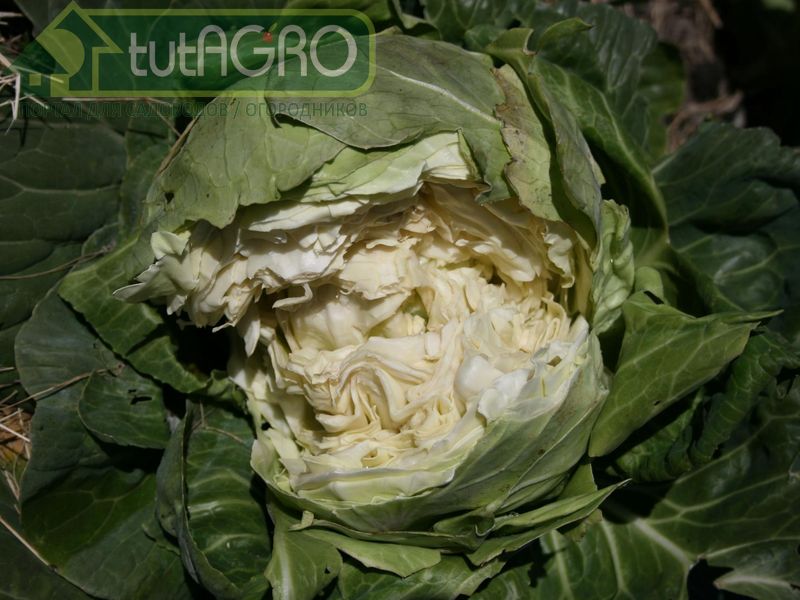 Капуста-трескотуха - AGROzen