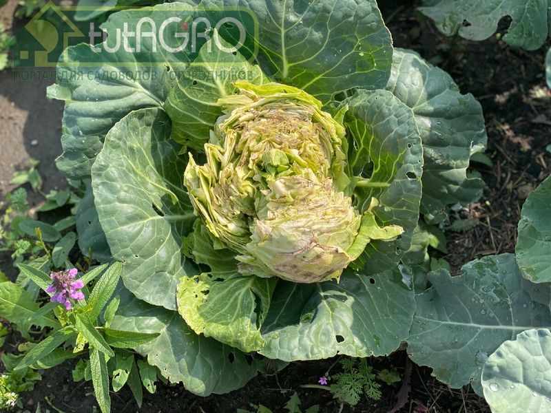 Если же кочаны начали массово растрескиваться, такая капуста храниться не будет - AGROzen