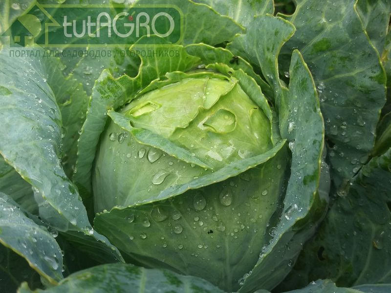 Есть сорта и гибриды, устойчивые к растрескиванию - AGROzen