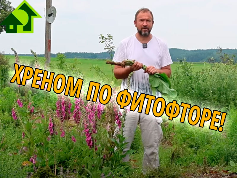 В этом видео Иван Русских поделится с вами рецептом хренового настоя. Настой не хранить, совместим со всеми биопрепаратами и подкормками. Хреновый настой против фитофтороза