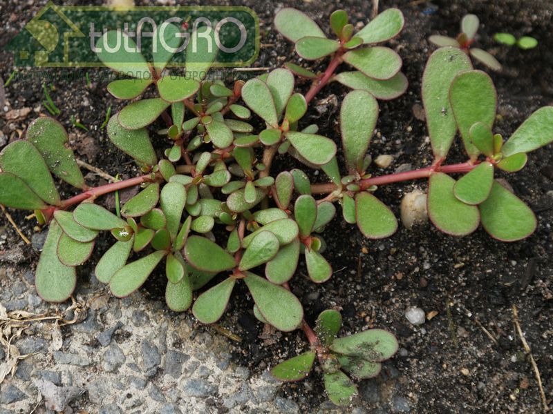 Портулак: польза и вред - AGROzen
