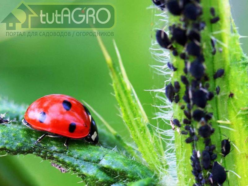 Защита от тли и не только - AGROzen