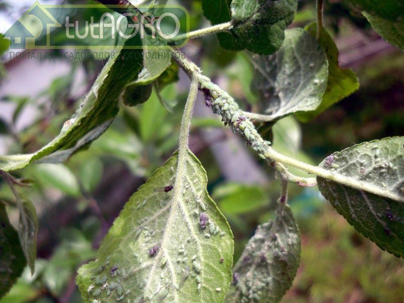 За неделю популяция тлей может увеличиться в тысячи раз - AGROzen