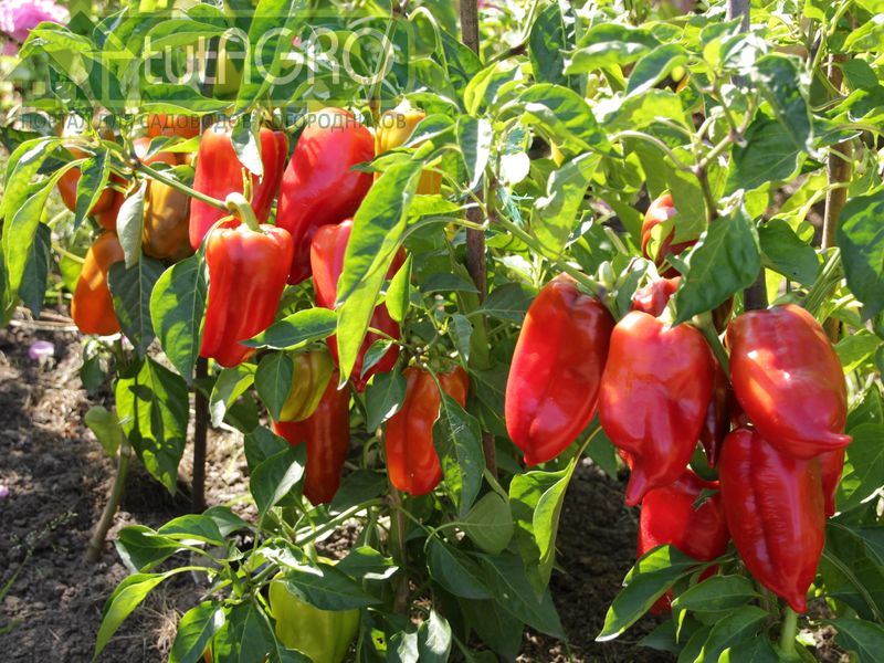 Как получить обильный урожай и сэкономить силы и средства - AGROzen