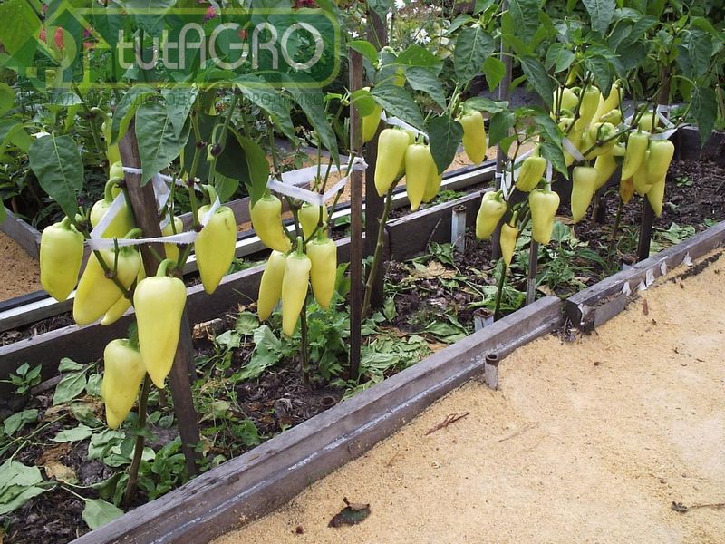 Перец - в некотором роде ремонтантная культура - AGROzen