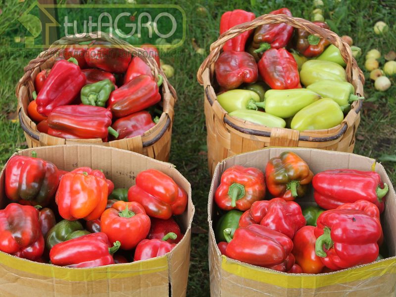 Чем активнее рост растений, тем больше воды им необходимо - AGROzen