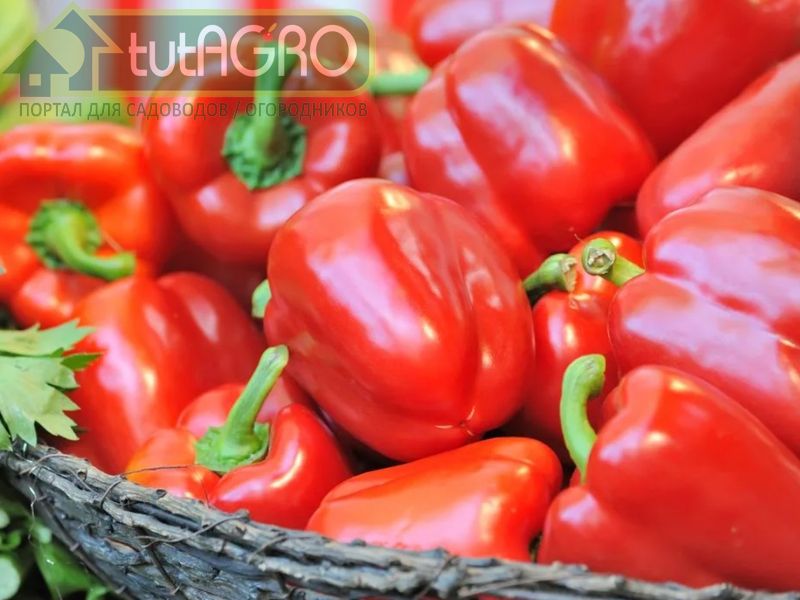 Большой урожай перца без полива. Как сэкономить силы и средства? - AGROzen