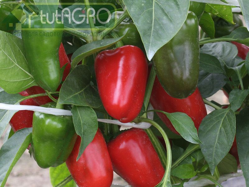 Биогидрогель будет удерживать влагу, не давая ей испаряться - AGROzen