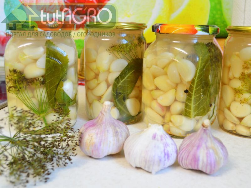 Маринованный чеснок - AGROzen