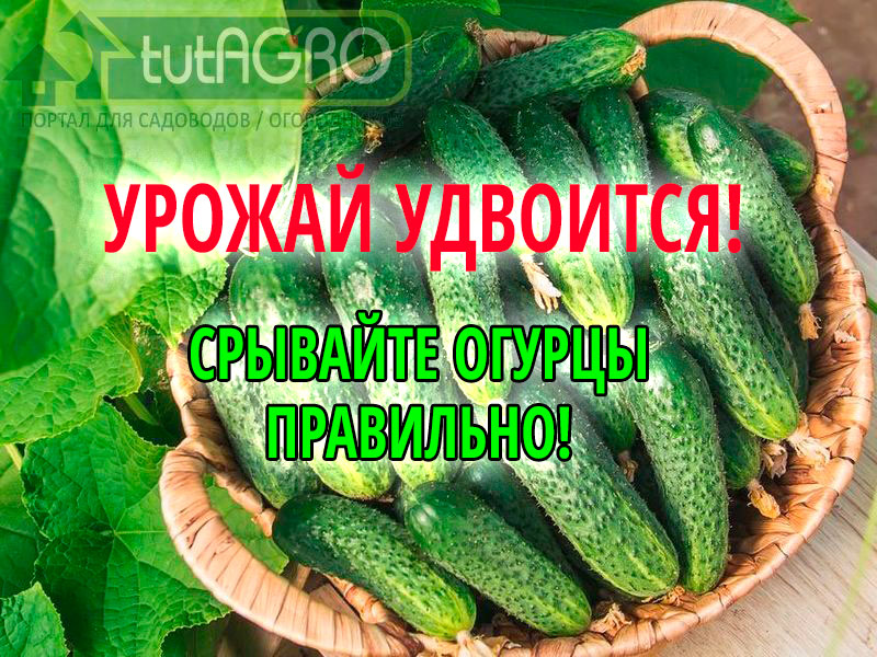 Своевременный и правильный сбор урожая огурцов имеет большое значение для увеличения урожайности! Как правильно собирать огурцы - смотрите в этом полезном видео. Срывайте огурцы правильно!