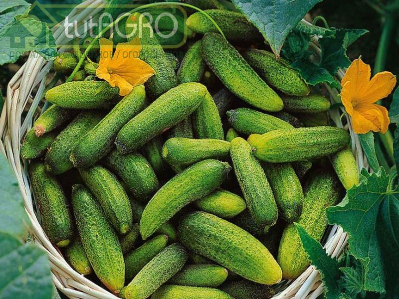 Идеальная подкормка огурца - AGROzen