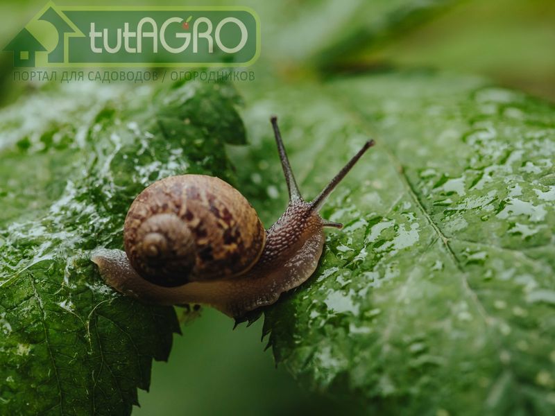Кыш, слизняки! - AGROzen