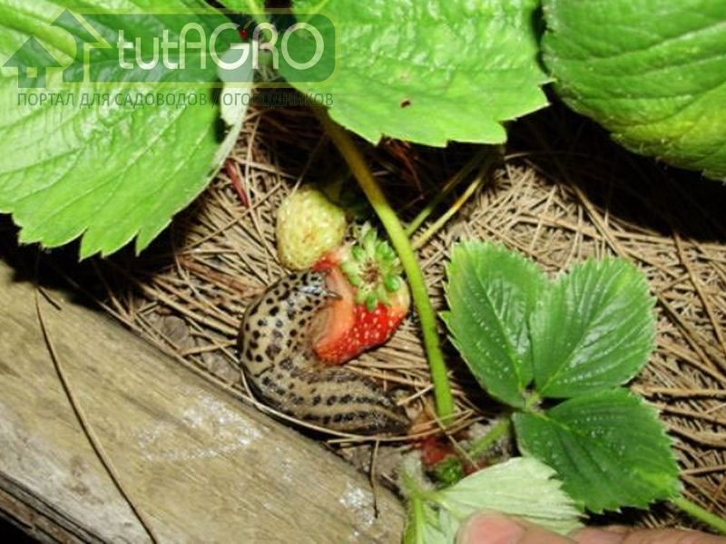 Это уникальное средство было успешно испытано на тигровых слизнях  - AGROzen