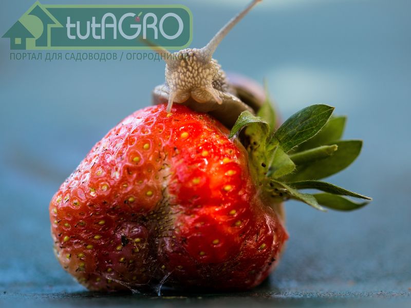Хранить раствор можно 12 дней - AGROzen