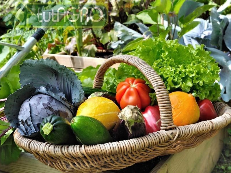 Подкормка на вкусный урожай - AGROzen