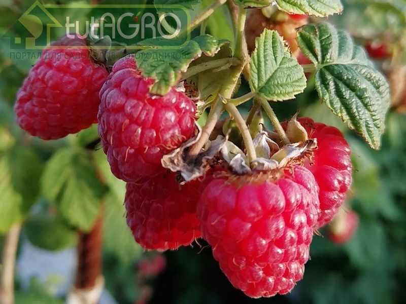 При обработке не попадайте на ягоды - AGROzen