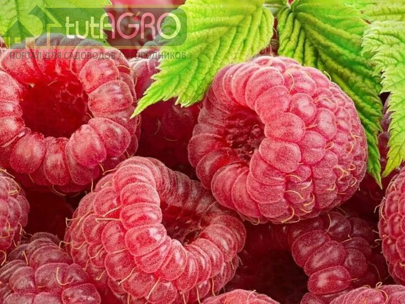 Чистая малина - AGROzen