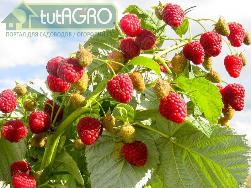 Этим средством можно обрабатывать и другие кустарники - AGROzen